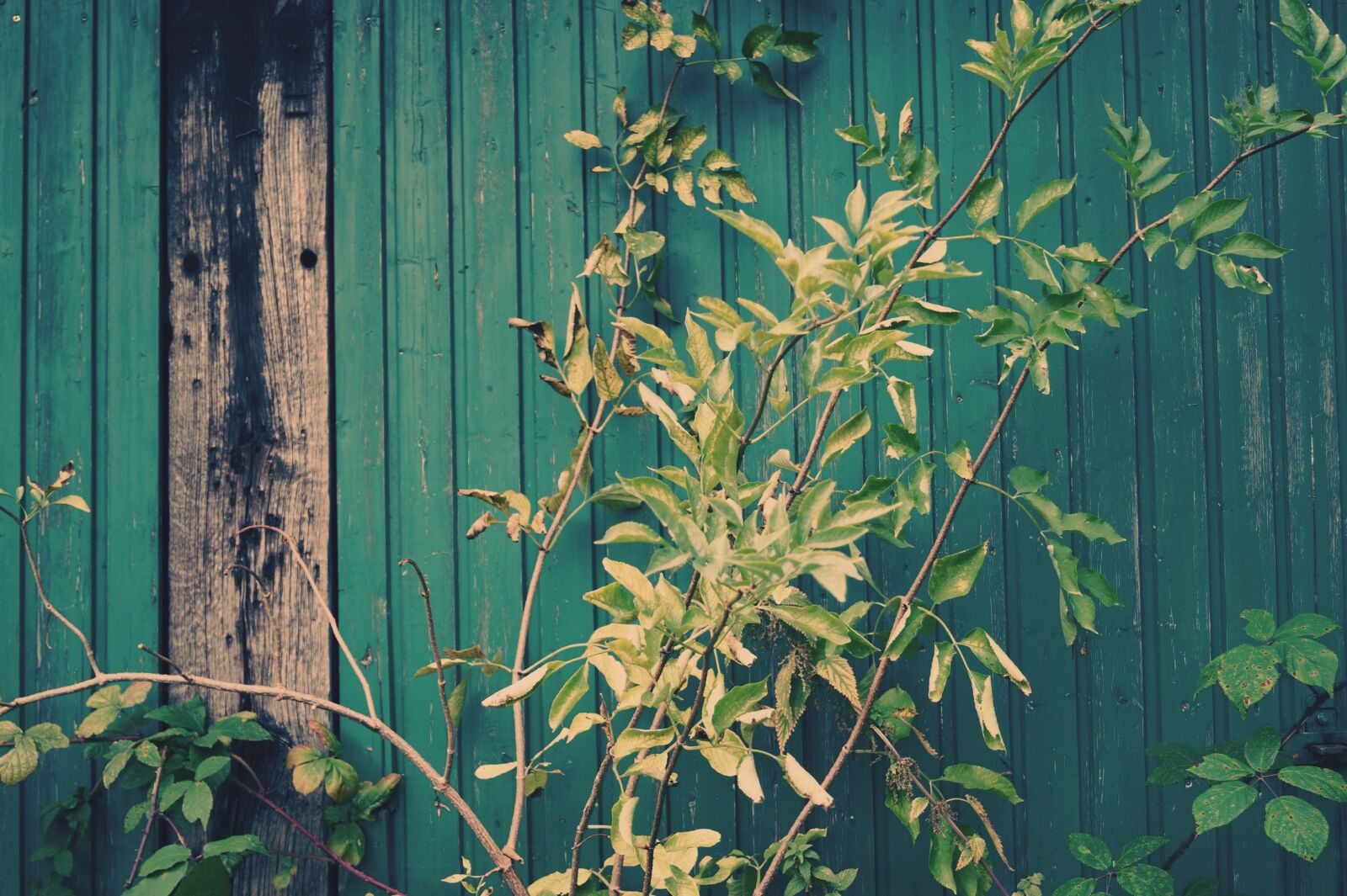 Sony SLT-A58 sample photo. Green, leaves, wall photography