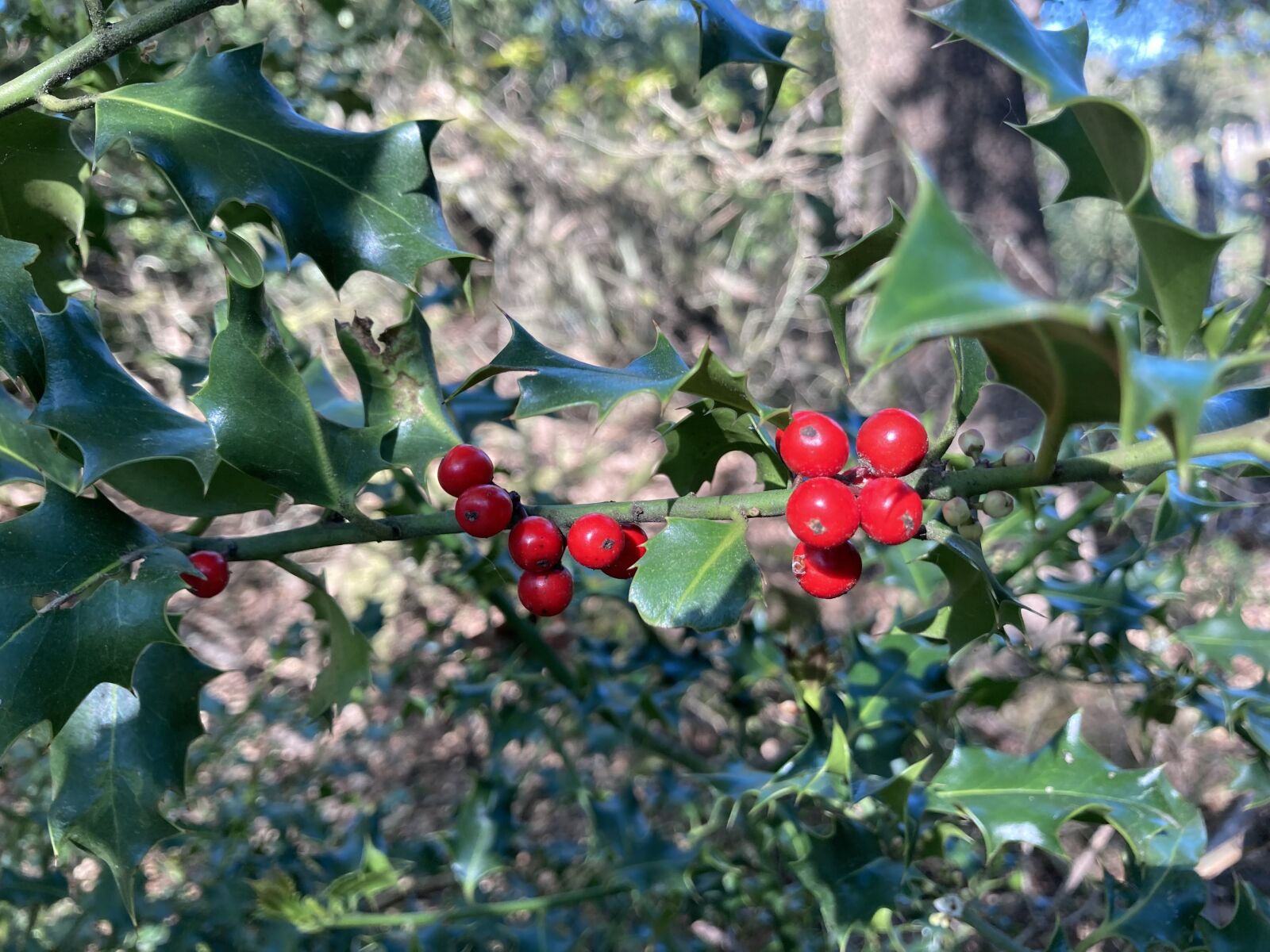 iPhone SE back camera 3.99mm f/1.8 sample photo. Ilex, holly, green photography