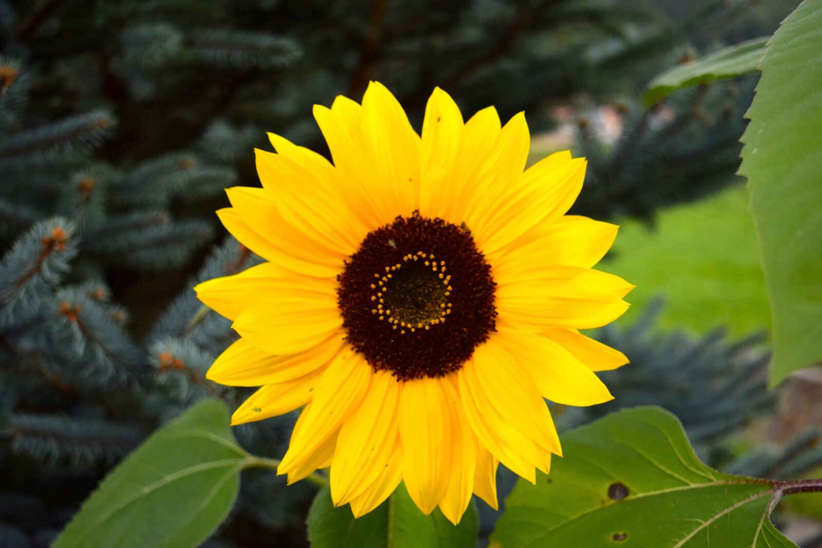 Nikon D3300 sample photo. Summer, leaf, garden, flower photography