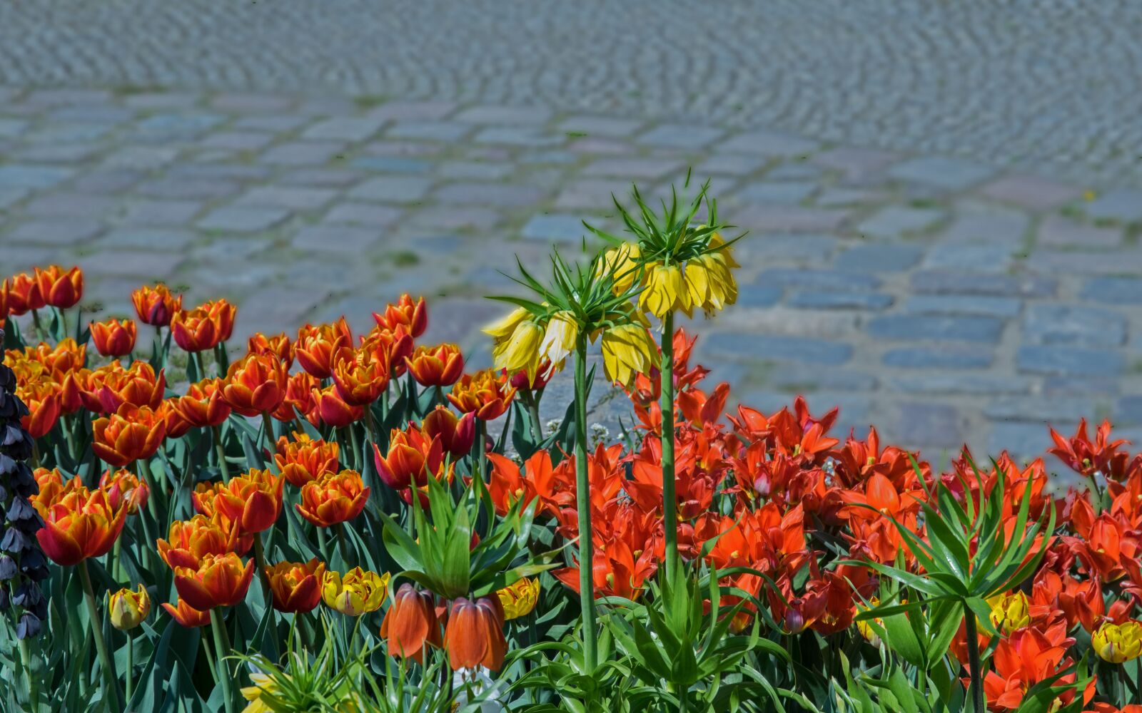 Pentax K-3 sample photo. Tulips, flowers, spring photography