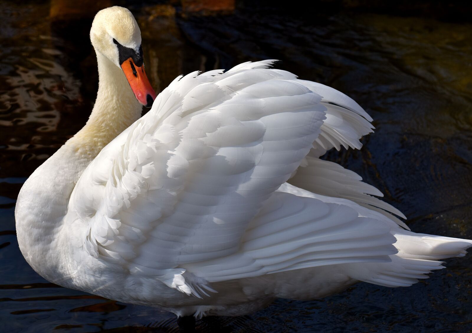 Nikon D7200 sample photo. Swan, elegant, noble photography