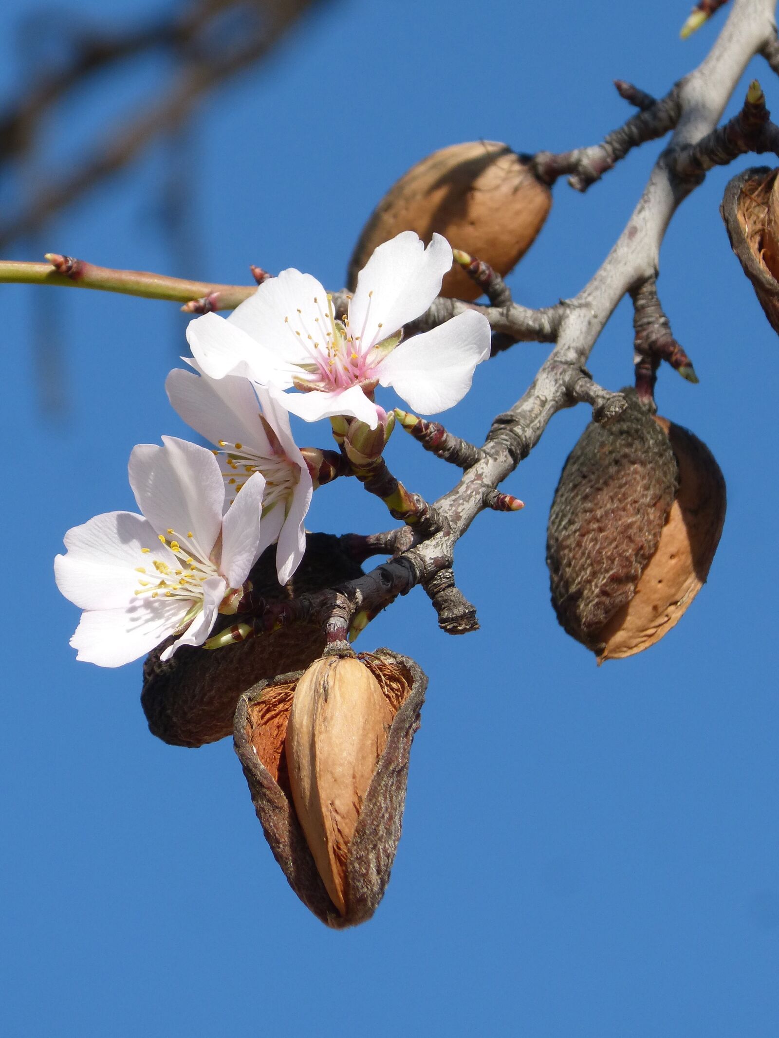 Panasonic DMC-FZ62 sample photo. Almond tree, flower, florir photography