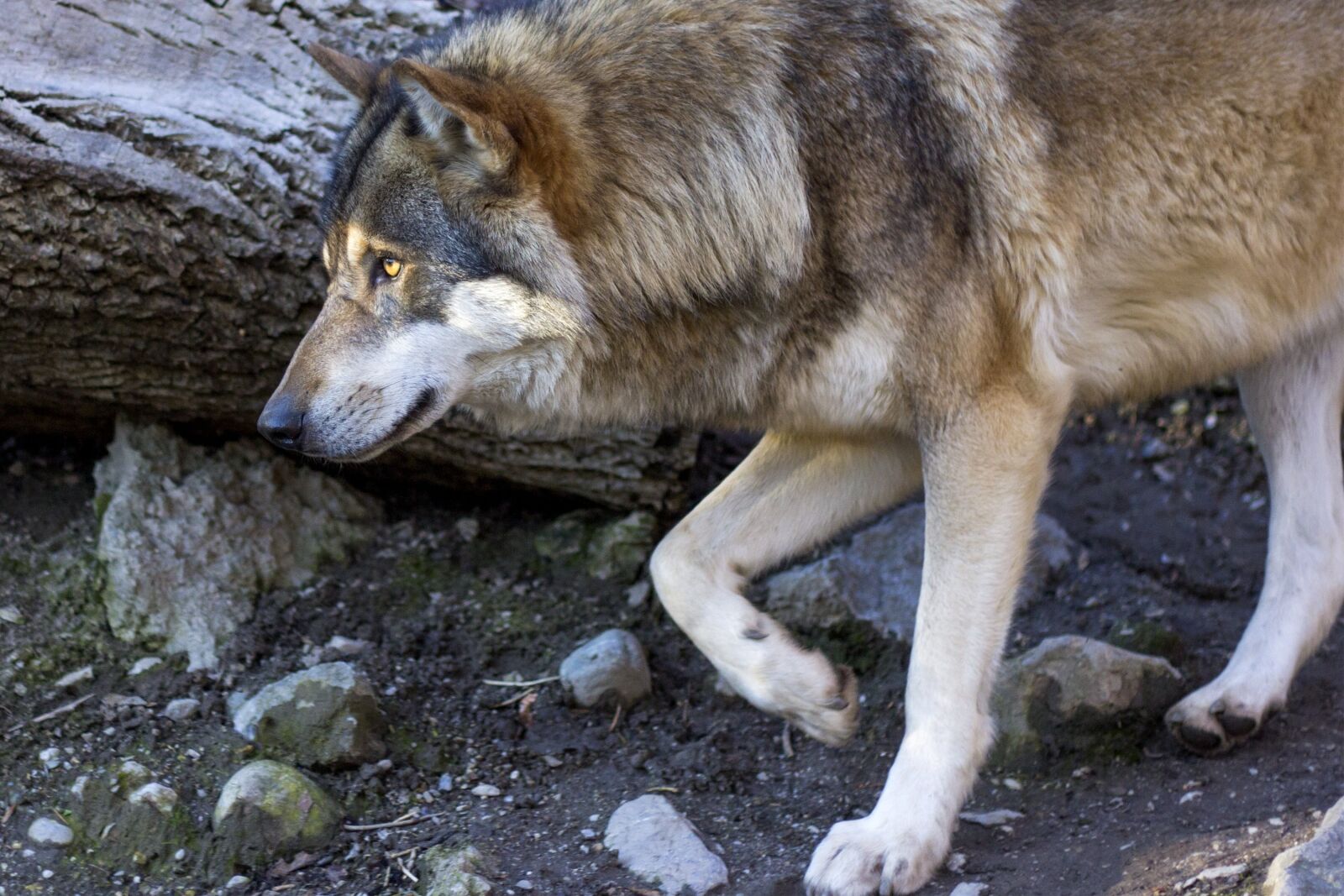 Canon EOS 60D + Canon EF 50mm F1.8 II sample photo. Wolf, canis lupus, predator photography