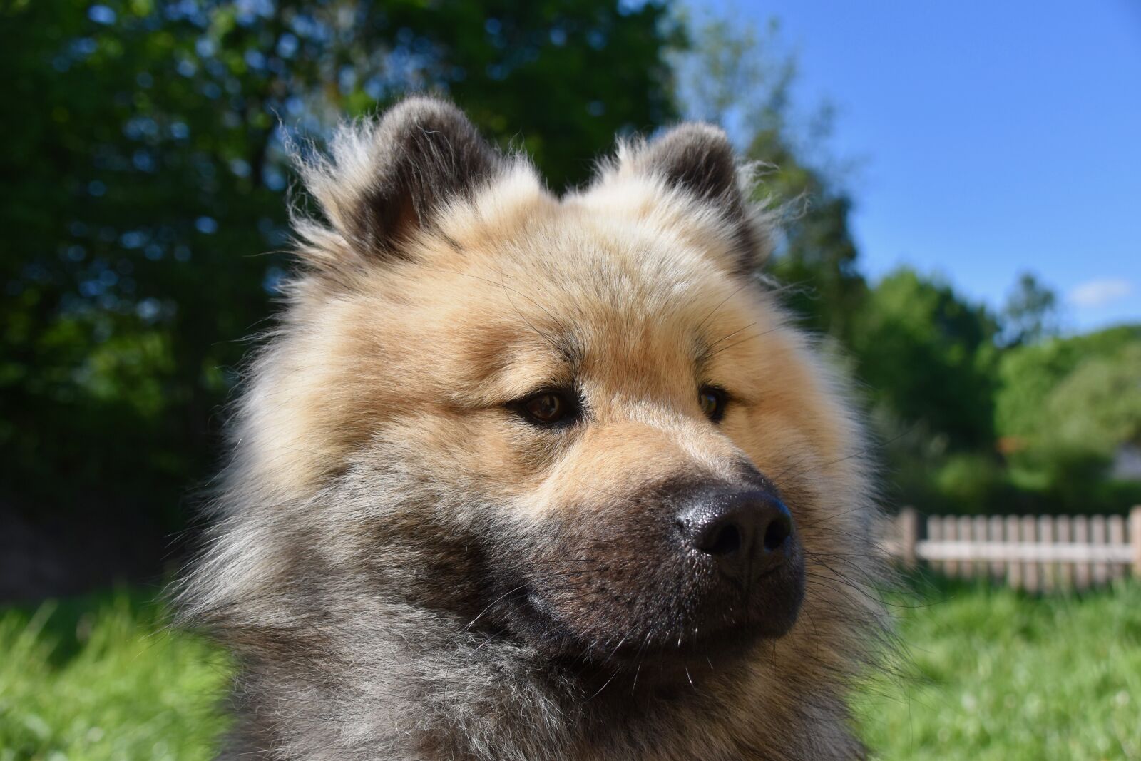 Nikon D5600 sample photo. Dog, dog eurasier, dog photography