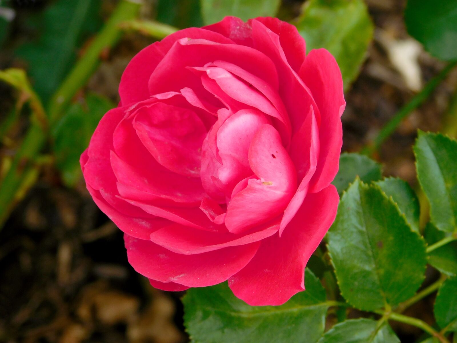 Nikon Coolpix L840 sample photo. Rose, flower, red flower photography