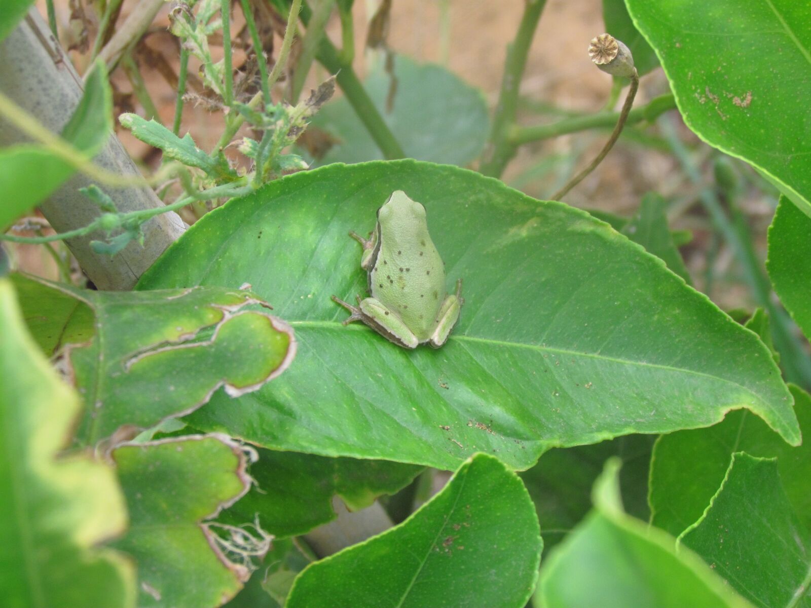 Canon PowerShot SX30 IS sample photo. Frog, leaf, green photography