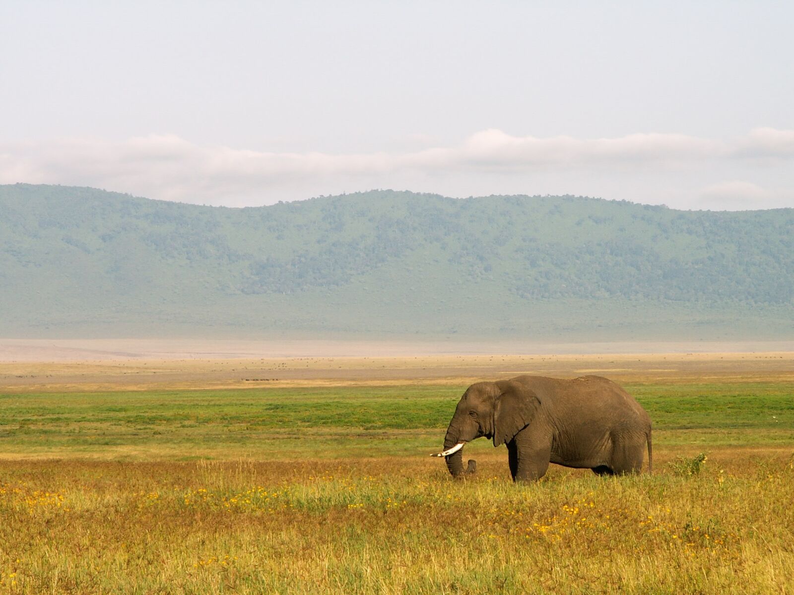 KONICA MINOLTA DiMAGE Z3 sample photo. Elephant, tanzania, landscape photography