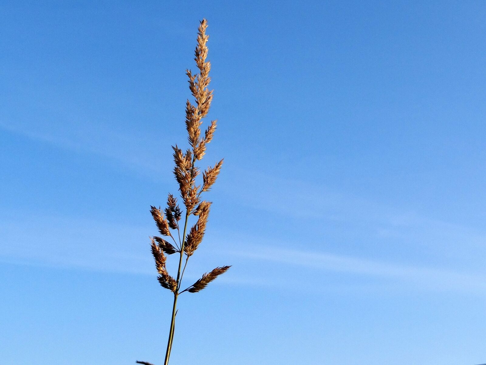 Sony DSC-HX200V sample photo. Blade, sky, blue photography