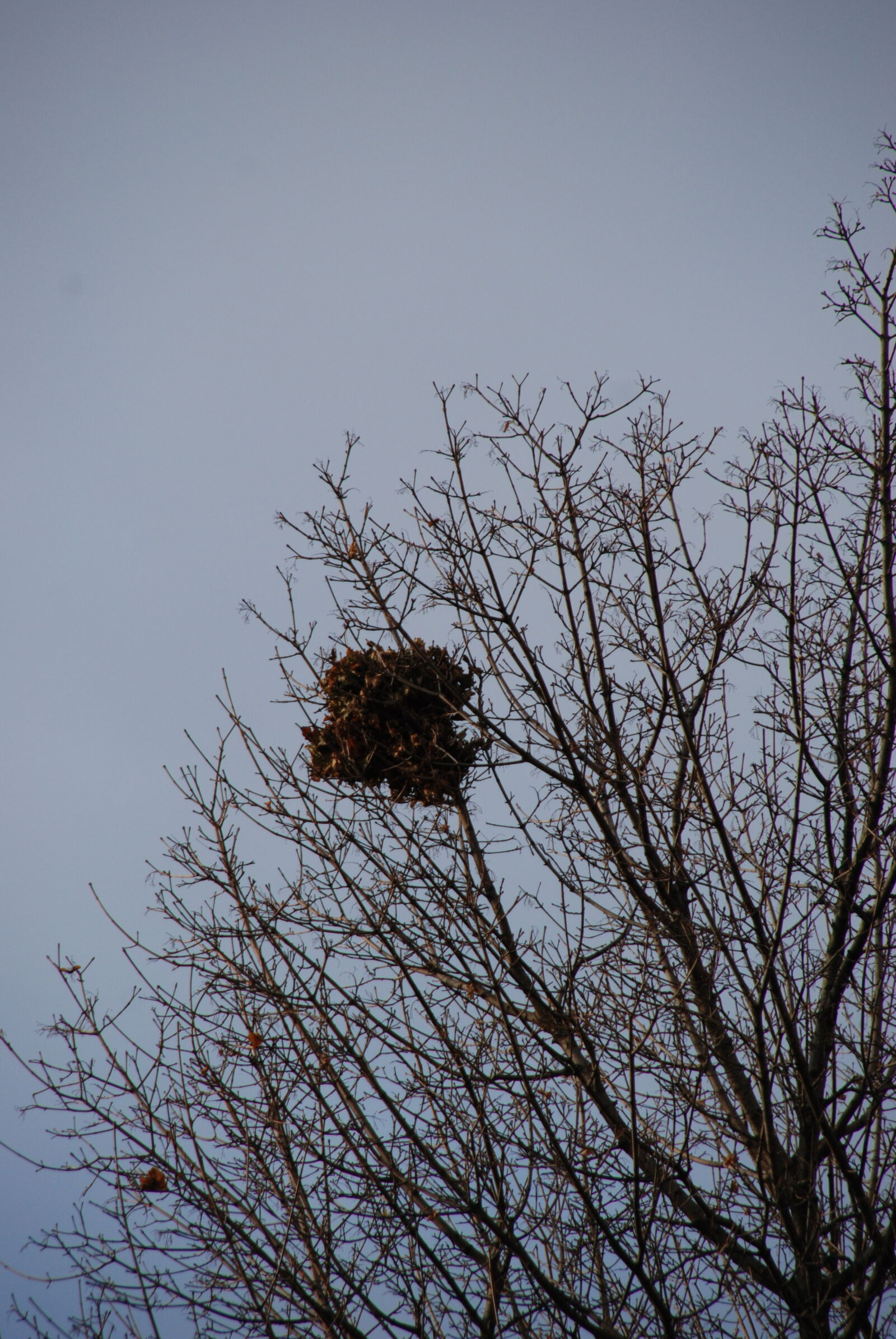 Nikon D80 sample photo. Birds, nest, high, up photography
