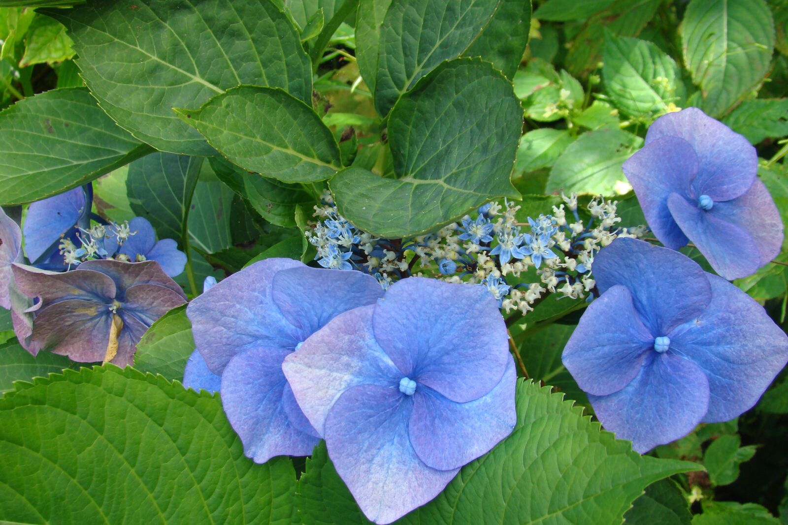 Sony DSC-H9 sample photo. Hydrangea, flower, blue photography