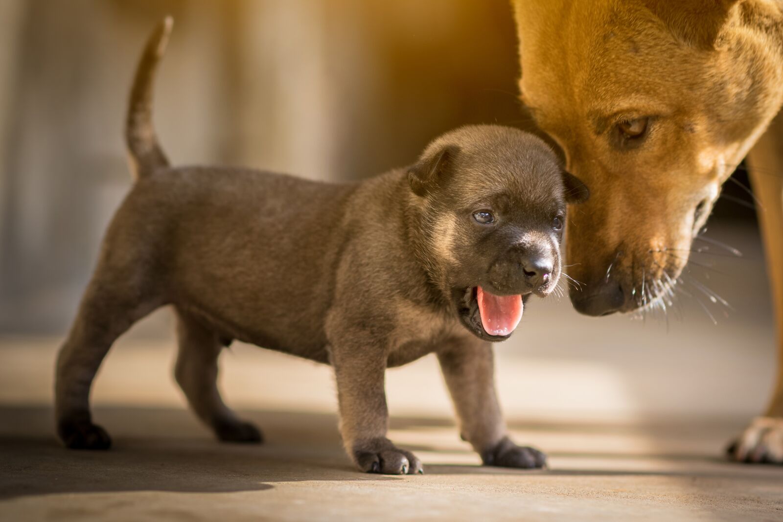 Nikon D3300 sample photo. Dog, cute, animal photography