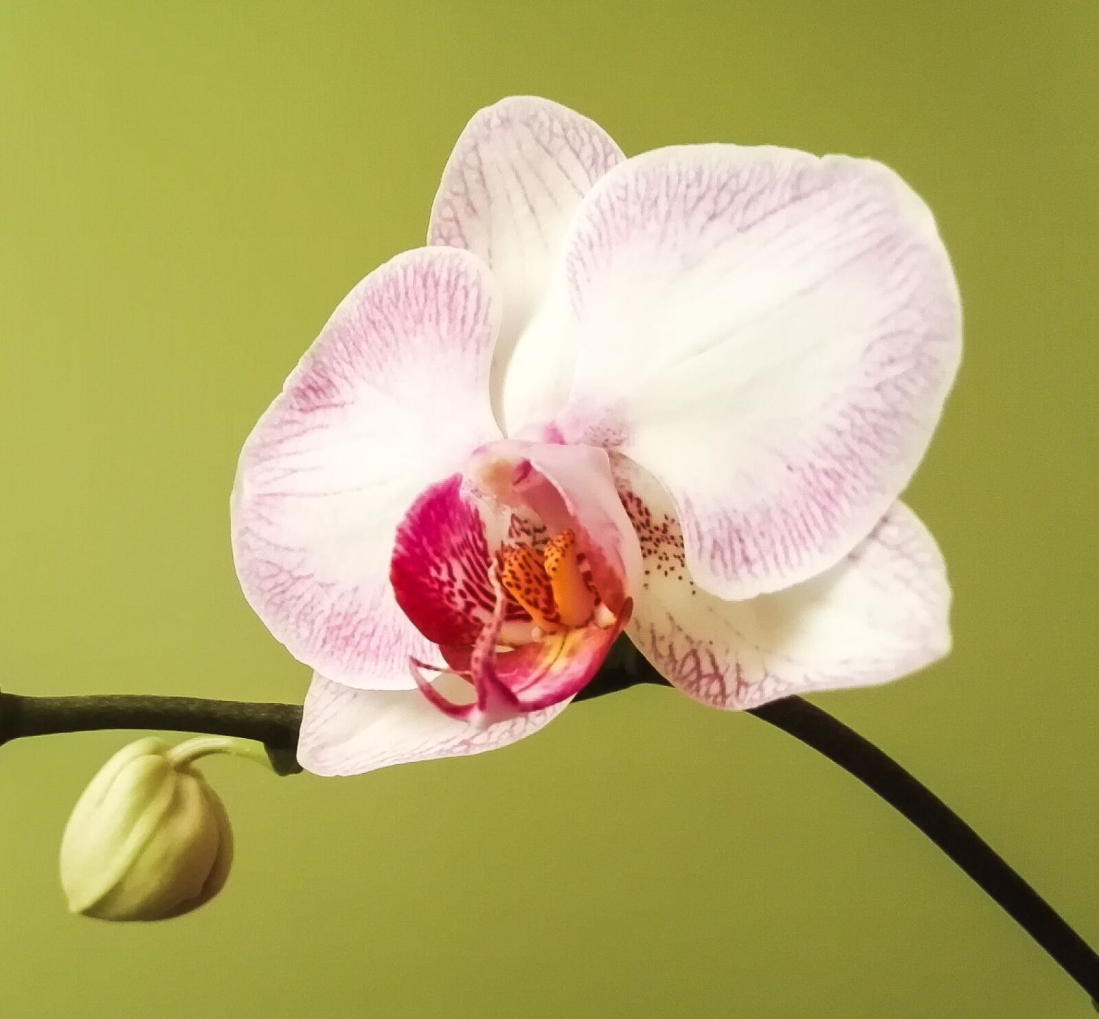 HUAWEI Honor 7 sample photo. Orchid, phalaenopsis, blossom photography