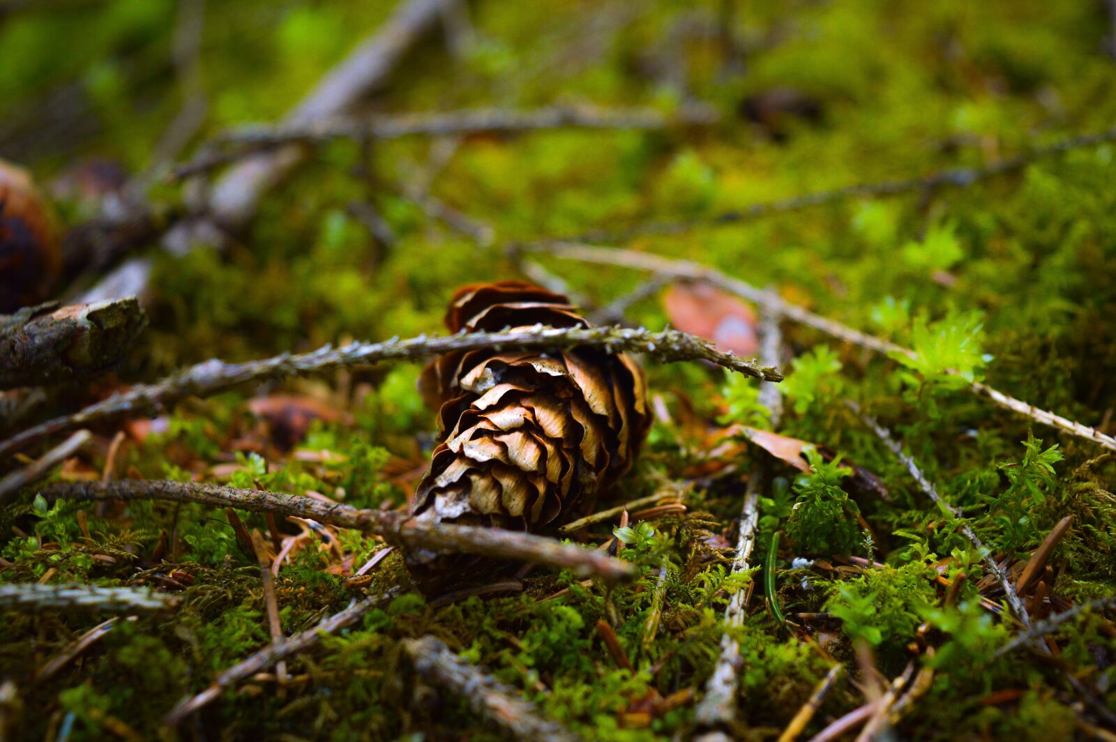 Nikon D3200 sample photo. Nikon, nikon photography, forest photography