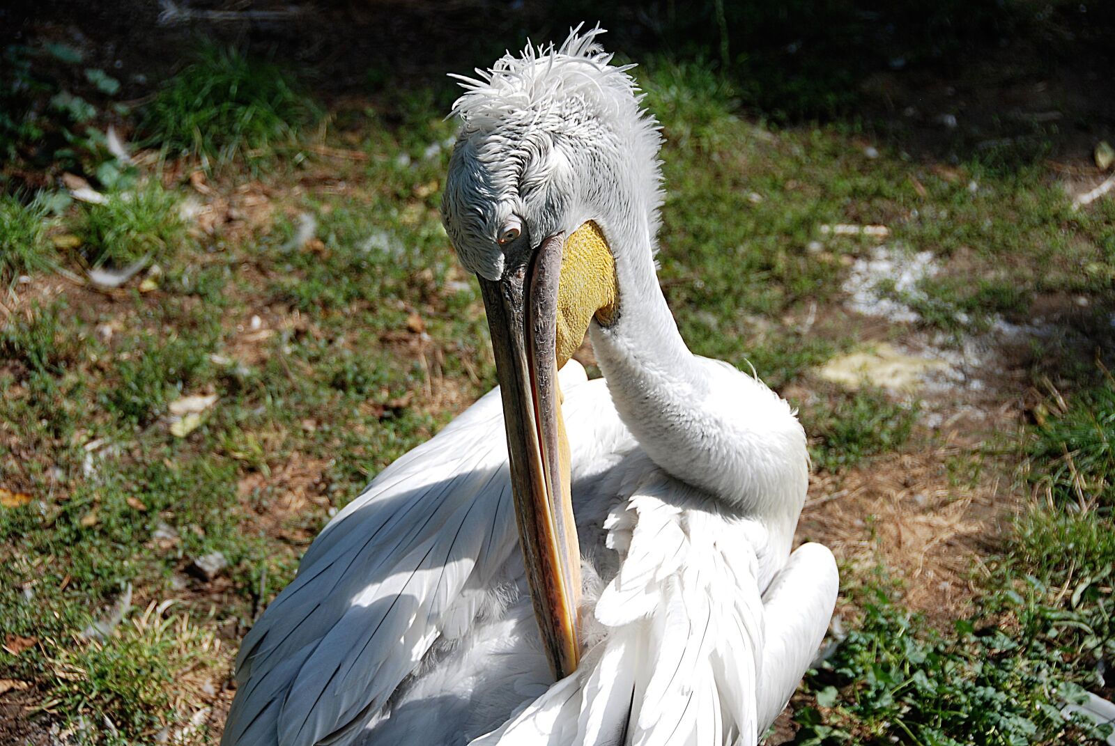 Nikon D80 sample photo. Pelikan, clean, water bird photography