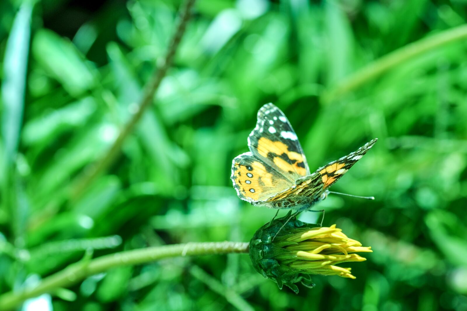 Nikon D700 sample photo. Butterfly, garden, green photography