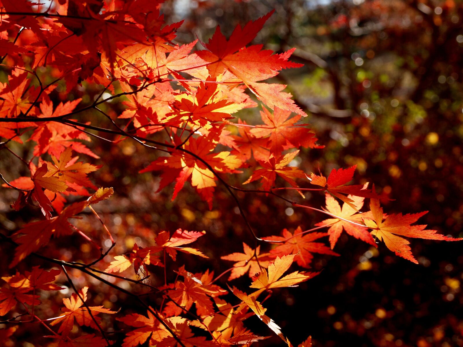 Olympus E-30 sample photo. Autumnal leaves, maples, winter photography