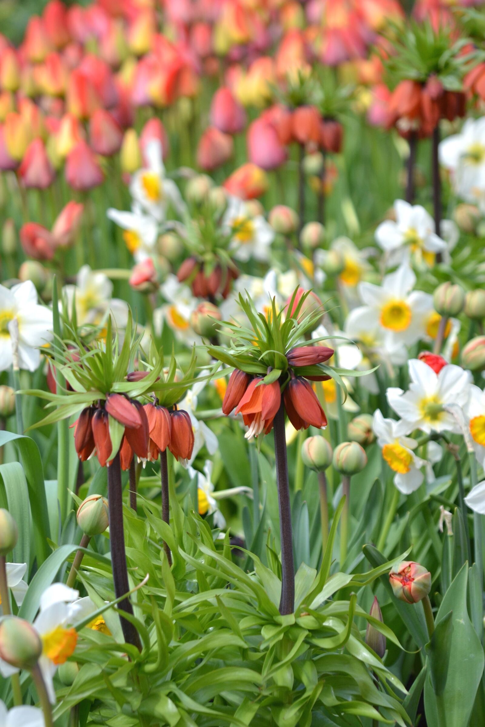 Nikon D3100 sample photo. Flower garden, spring, vegetation photography