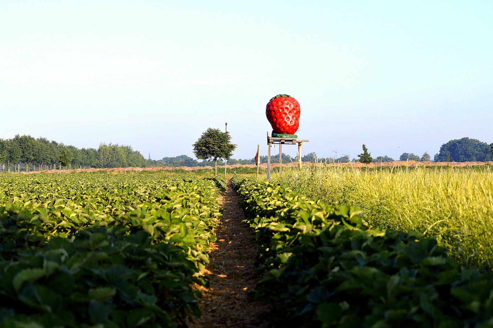 Nikon D3200 sample photo. Strawberry field, arable, agricultural photography