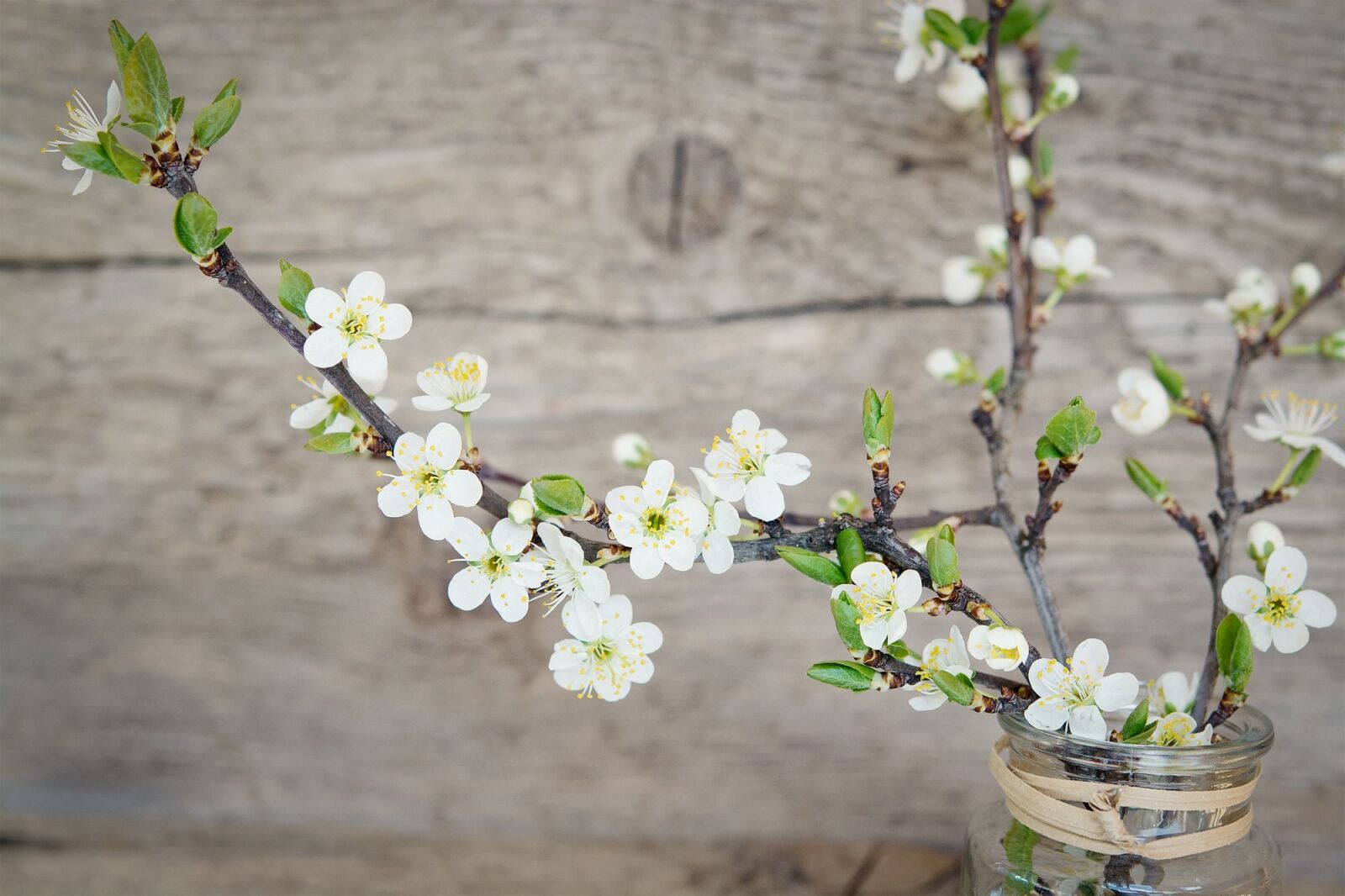 Nikon D7100 sample photo. Cherry blossoms, white, flowers photography