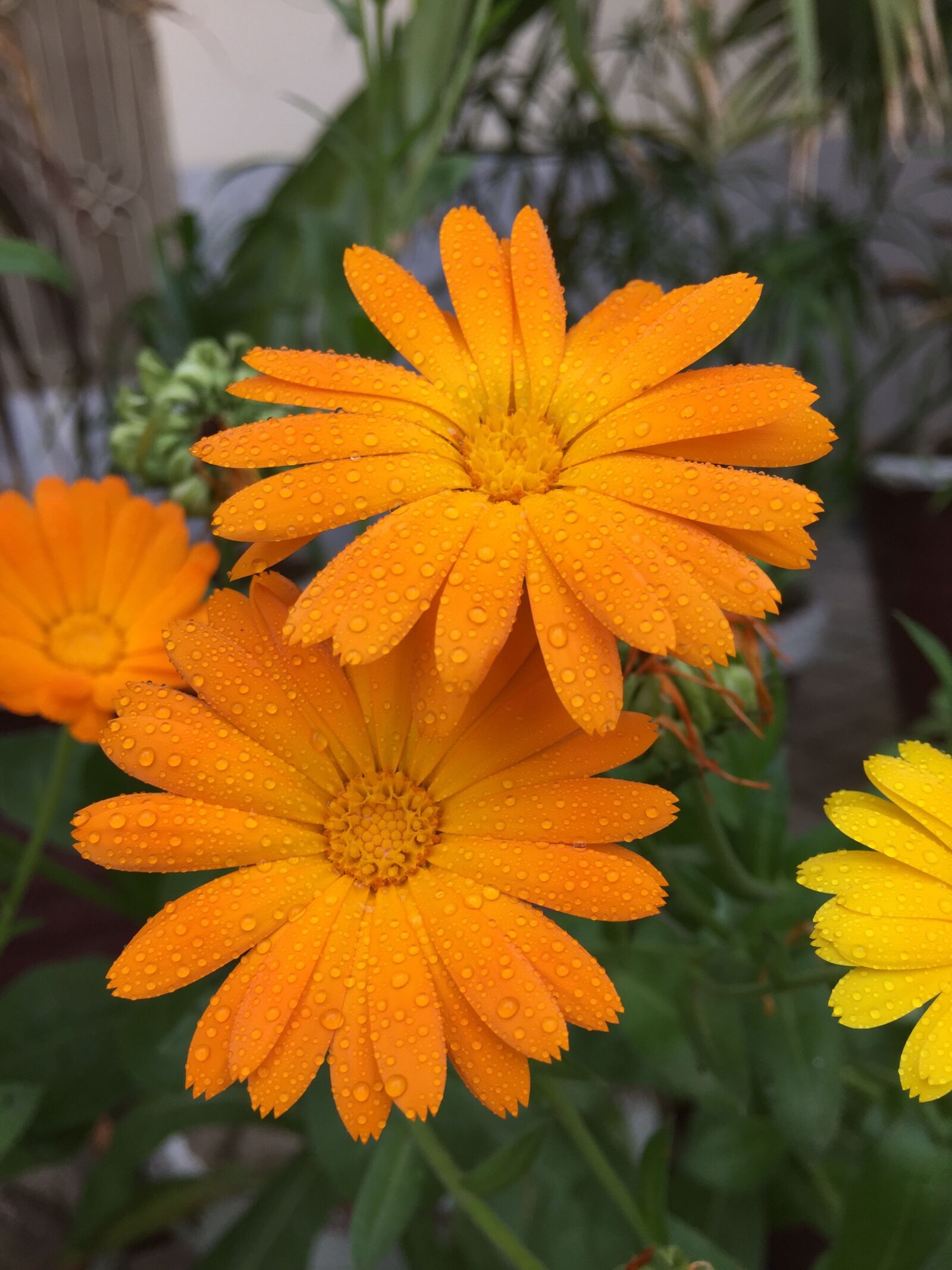 Apple iPhone 6 sample photo. Flowers, dew, orange photography