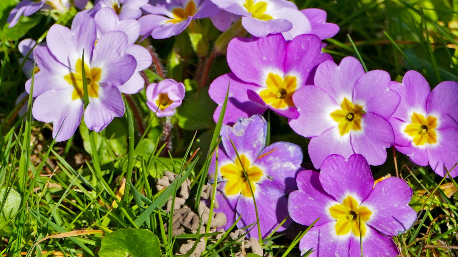 Panasonic Lumix DMC-FZ1000 sample photo. Landscape, nature, flowers photography