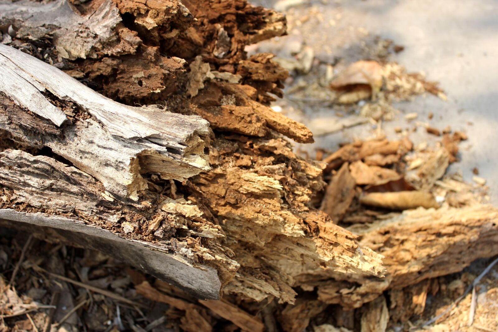 Canon EOS 550D (EOS Rebel T2i / EOS Kiss X4) sample photo. The trunk, broken, dried photography