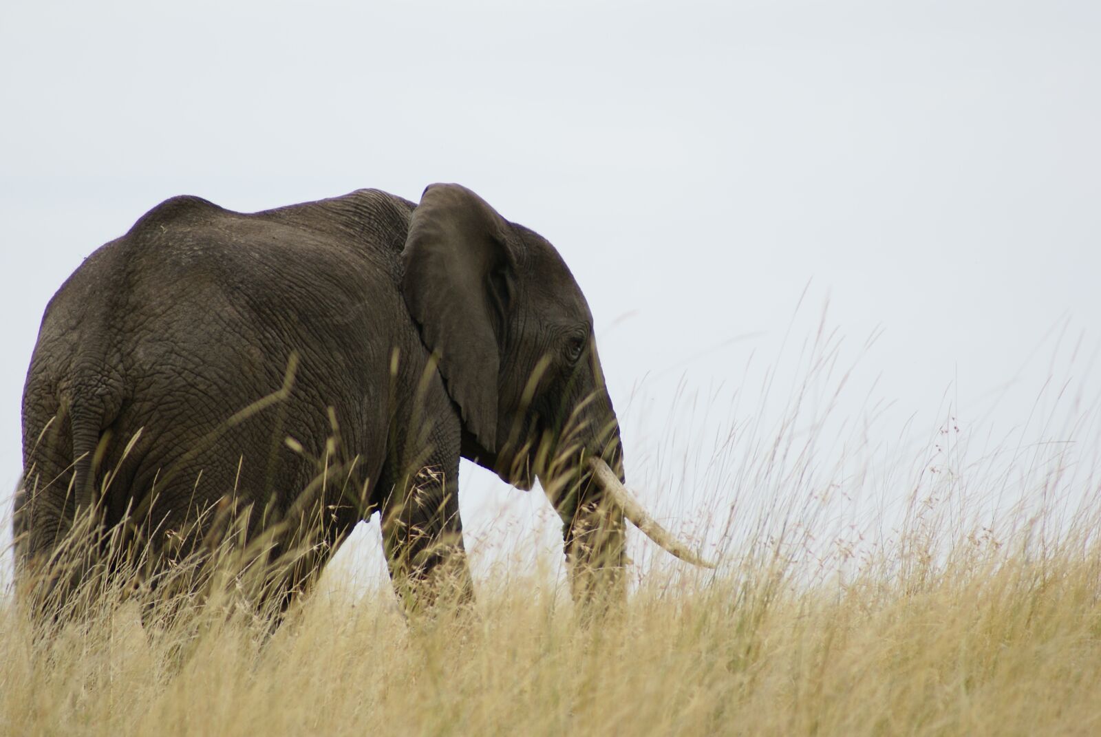 Sony Alpha DSLR-A100 sample photo. Elephant, africa, safari photography