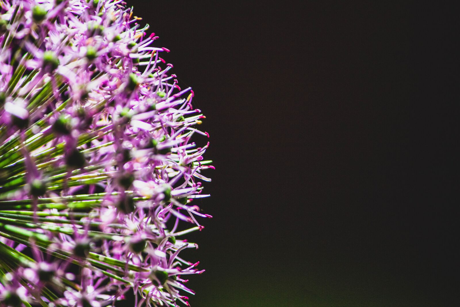 Canon EOS 1300D (EOS Rebel T6 / EOS Kiss X80) sample photo. Purple, flower, violet photography