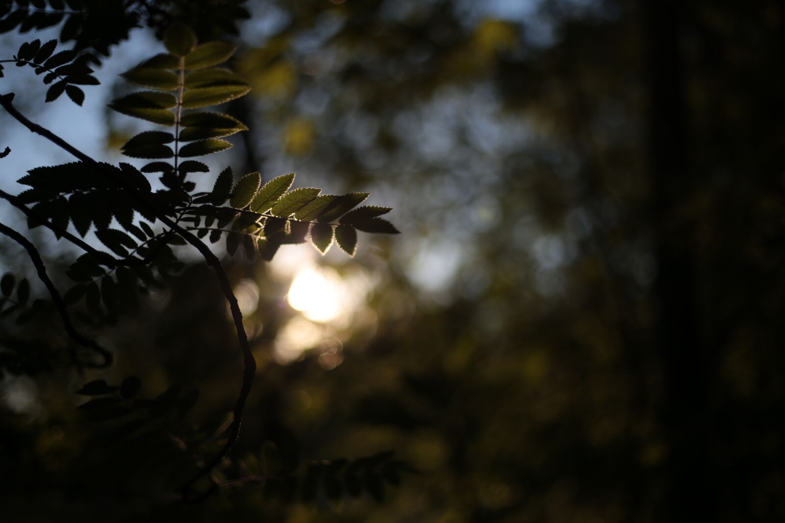 Canon EOS 6D + Canon EF 50mm F1.8 STM sample photo. Leaves of the night photography