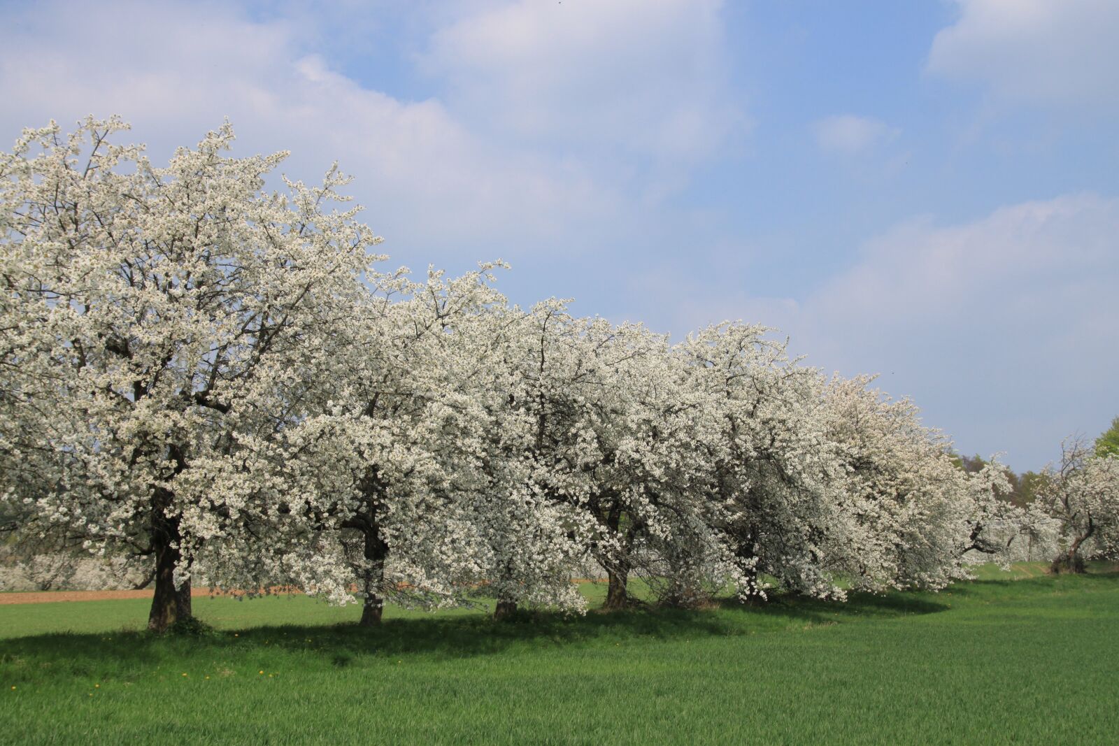 Canon EOS 500D (EOS Rebel T1i / EOS Kiss X3) sample photo. Cherry blossom, franconian switzerland photography