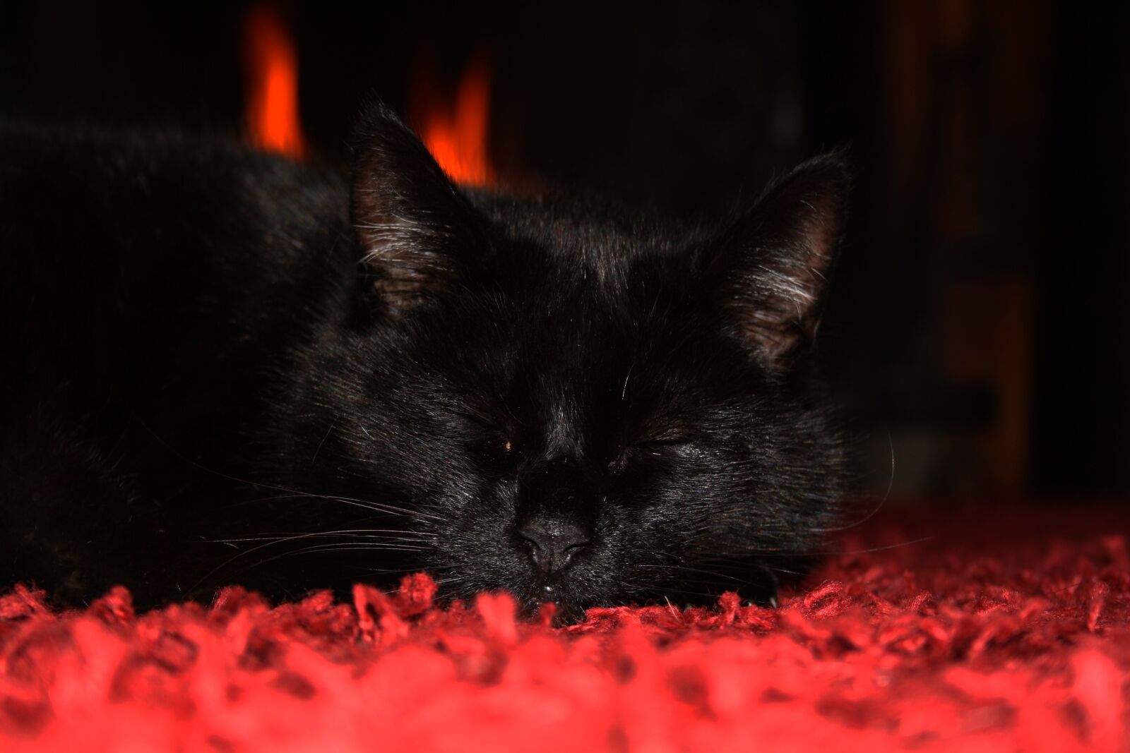 Canon EOS 1000D (EOS Digital Rebel XS / EOS Kiss F) sample photo. Cat, animal, pet photography