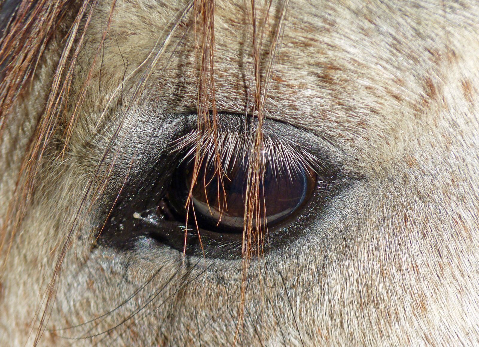 Panasonic Lumix DMC-FZ35 (Lumix DMC-FZ38) sample photo. Horse, pure arab blood photography