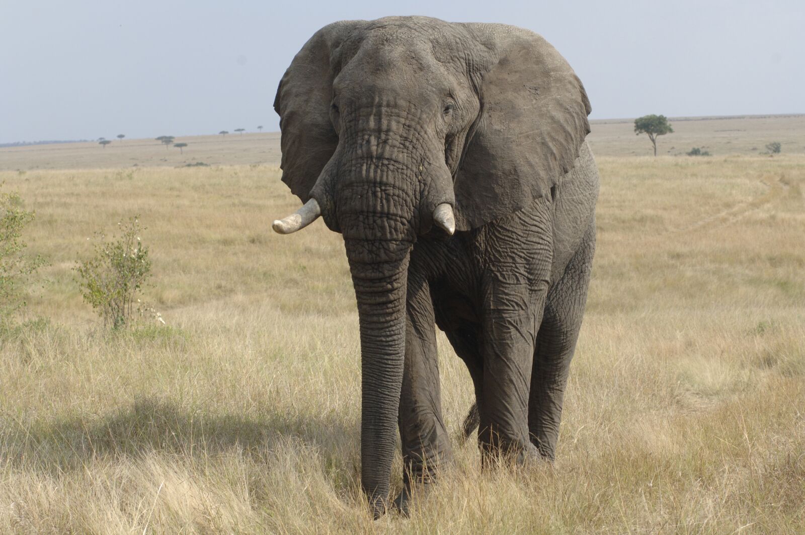 Nikon D2X sample photo. Elephant, savannah, kenya photography
