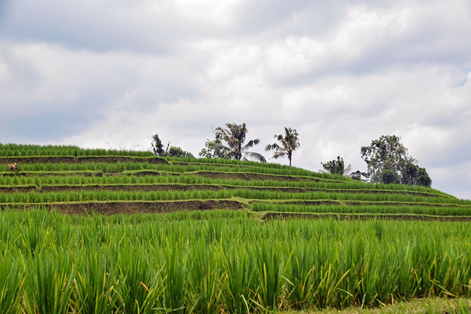 Nikon D3300 sample photo. Bali, indonesia, travel photography