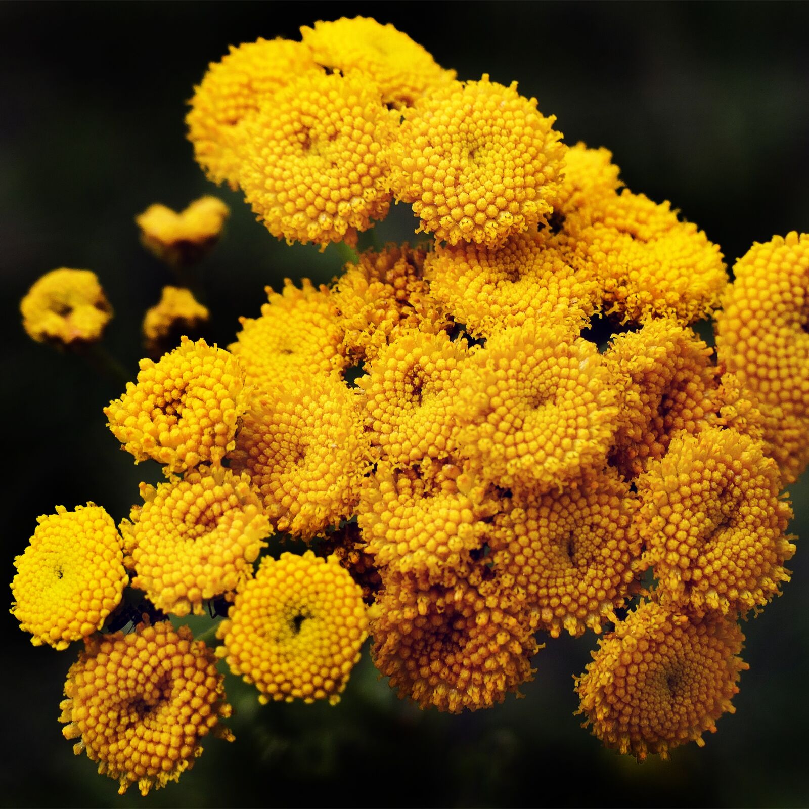 Panasonic Lumix DMC-FZ1000 sample photo. Tansy, flowers, heilpfanze photography