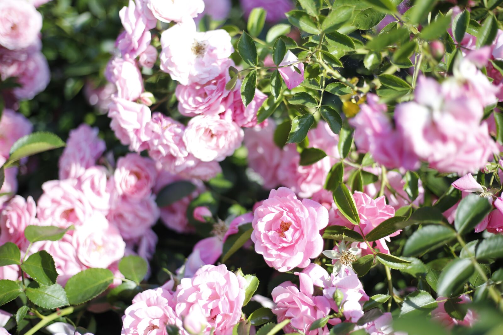 Canon EOS 6D + Canon EF 50mm F1.8 STM sample photo. Pink, roses, flowers photography