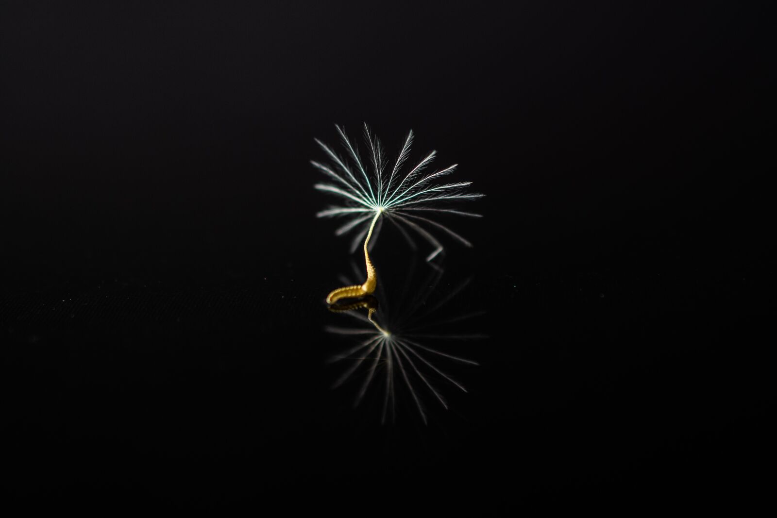 Nikon D5600 sample photo. Flower, nature, seeds photography