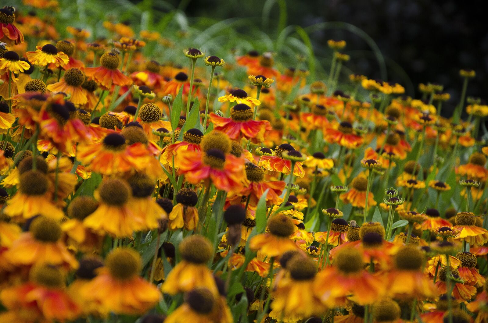 Nikon D7000 sample photo. Flower, rustic, nature photography