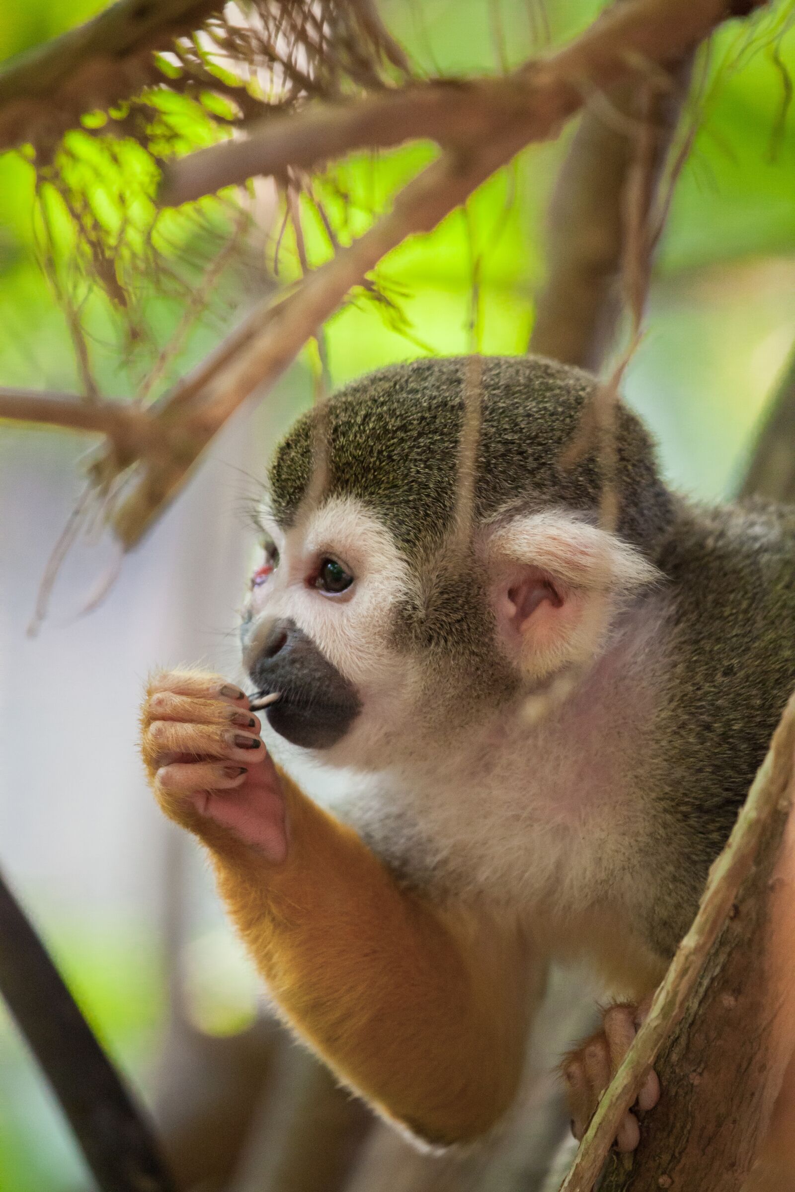 Canon EF 100-400mm F4.5-5.6L IS USM sample photo. Squirrel monkey, monkey, zoo photography