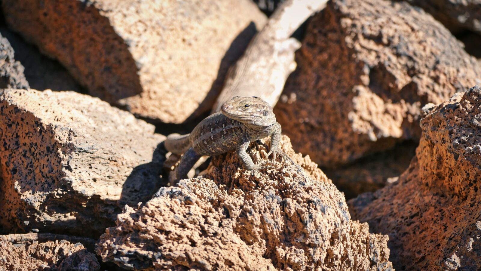 Panasonic Lumix DMC-FZ1000 sample photo. The lizard, gad, exotic photography