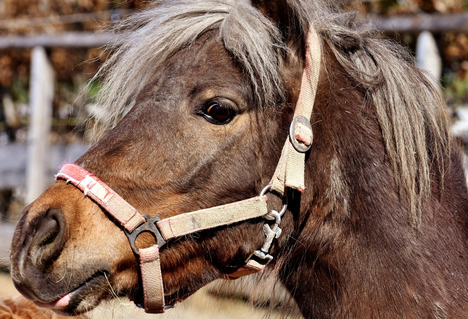 Nikon D7200 sample photo. Pony, horse, cute photography