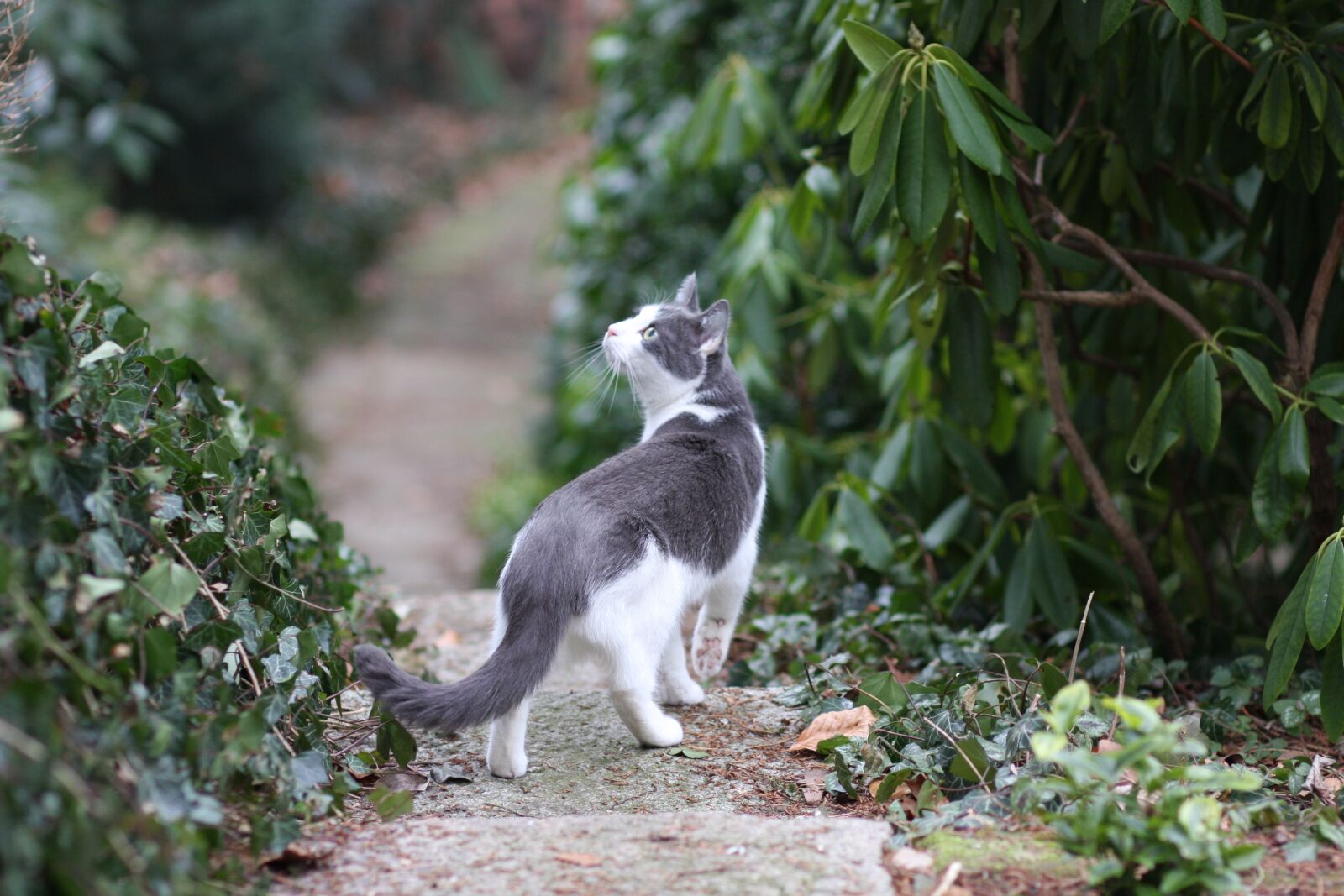 Canon EOS 40D sample photo. Cat, free float, nature photography
