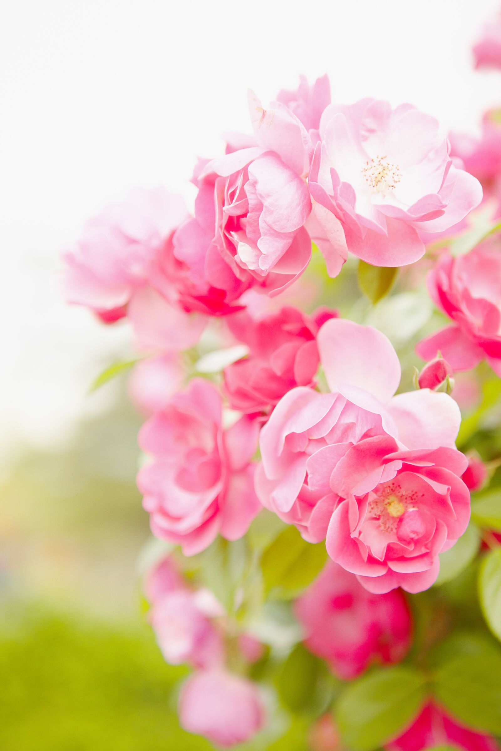 Canon EOS 5D Mark II sample photo