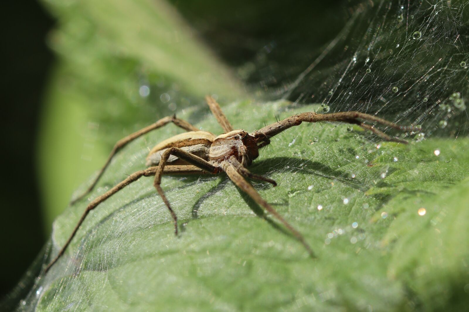 Canon EOS 250D (EOS Rebel SL3 / EOS Kiss X10 / EOS 200D II) sample photo. Spider, arachnid, brown photography