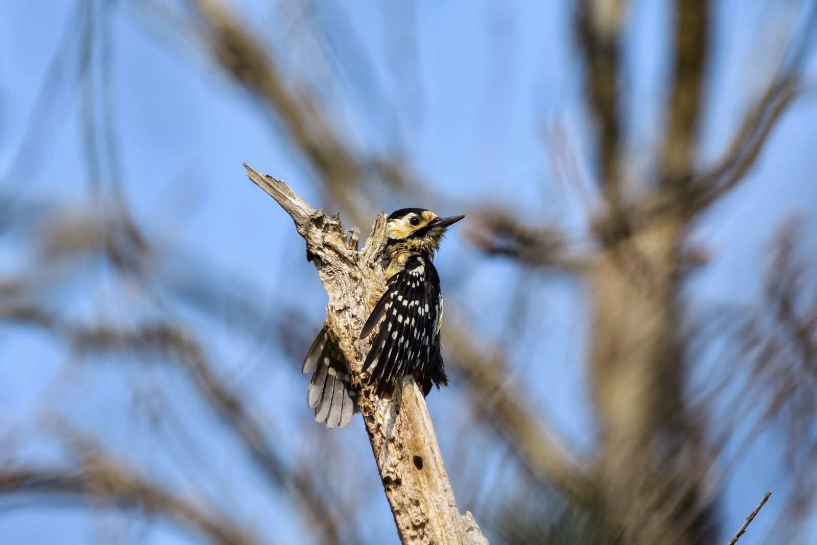 Nikon D7200 sample photo. Animal, forest, wood photography