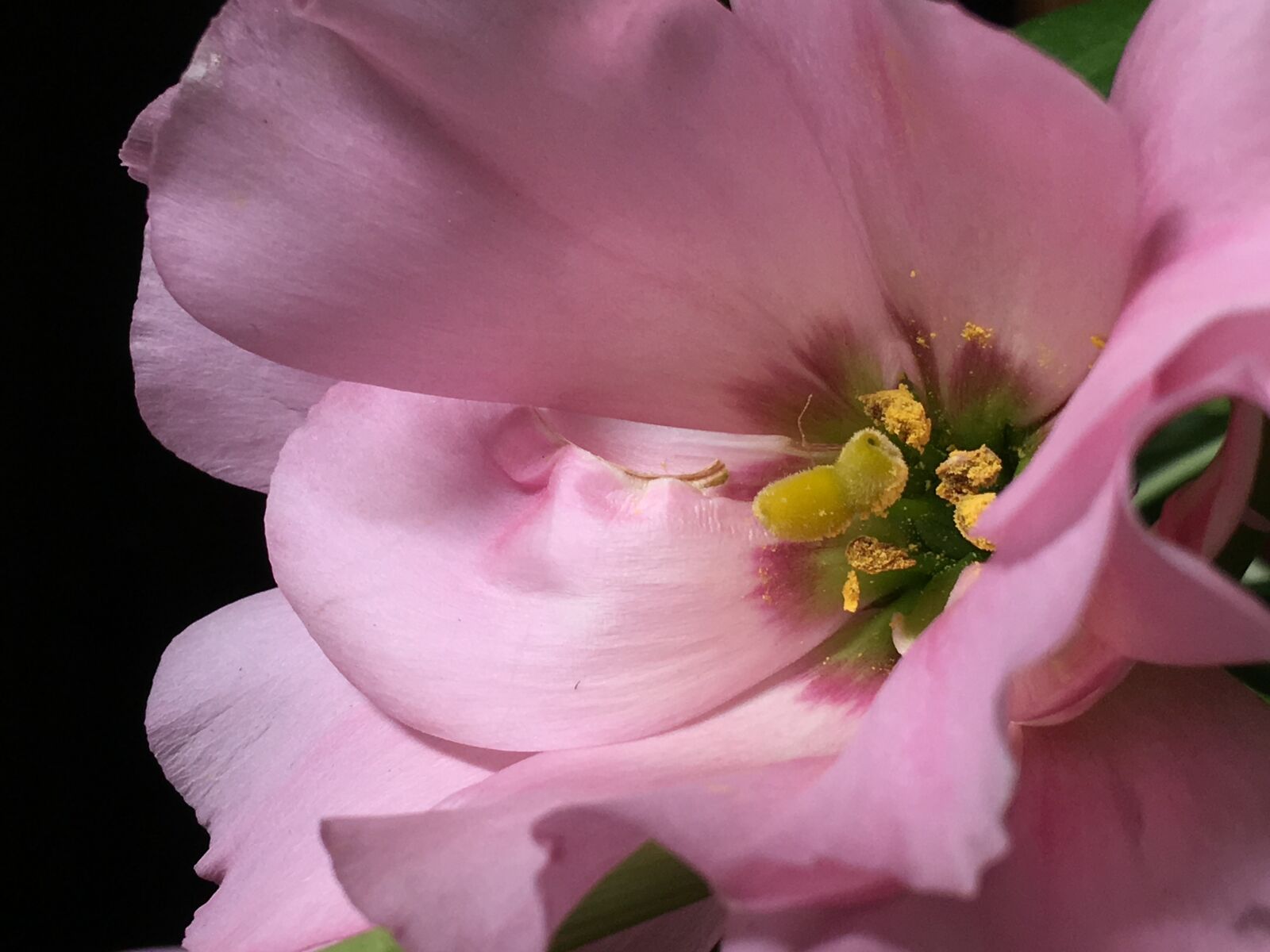 Apple iPhone 6s Plus sample photo. Pink flower, stamens, petals photography