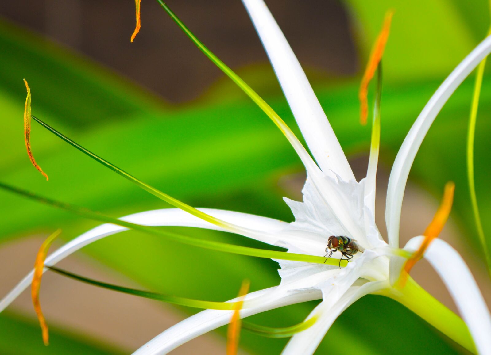 Nikon D5200 sample photo. Nature, leaf, plant photography