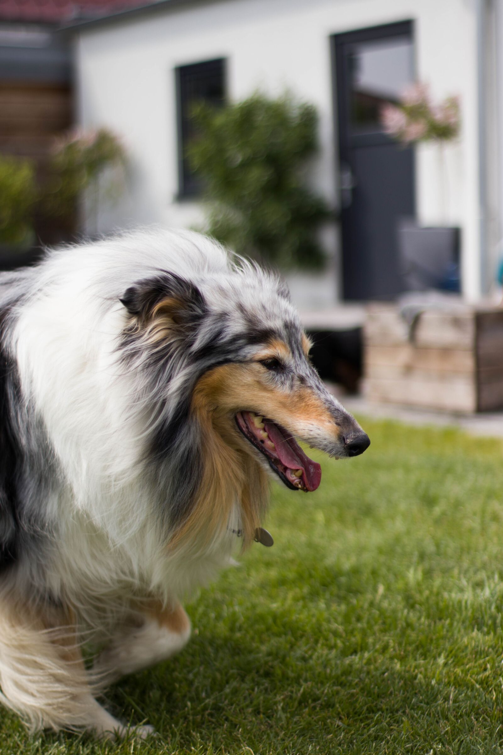 Canon EOS M50 (EOS Kiss M) sample photo. Dog, cute, animal photography