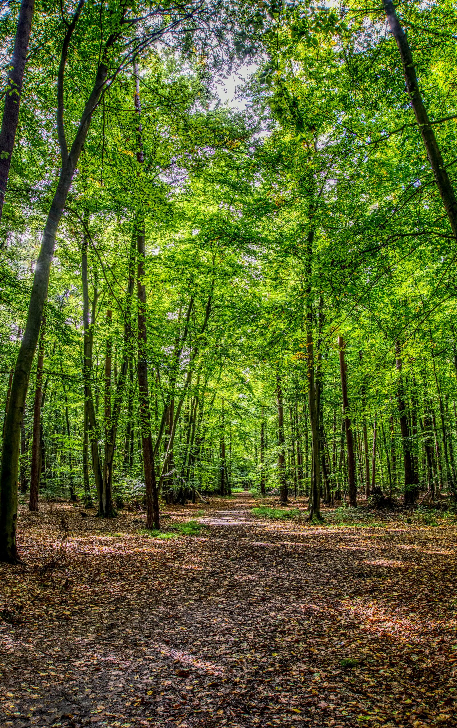 Sony E 16-50mm F3.5-5.6 PZ OSS sample photo. Forest, forest path, leaves photography
