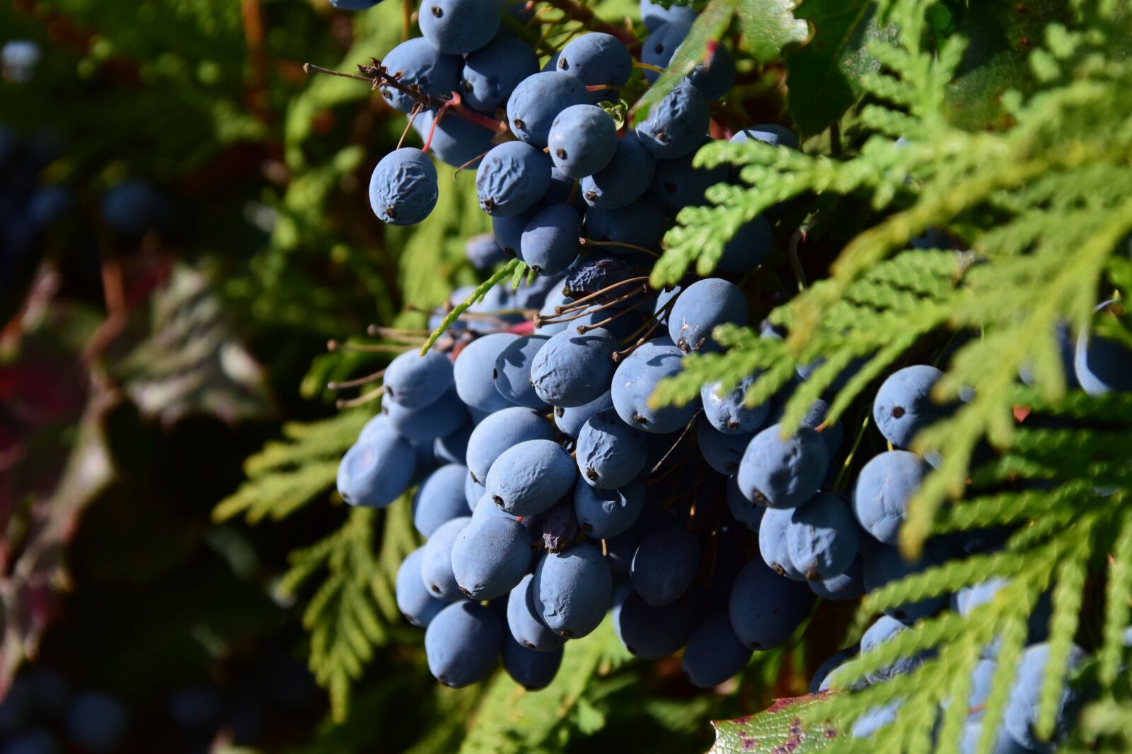 Nikon D3300 sample photo. Barberry, mahonia bealei, berries photography